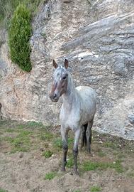 Pony x scuola