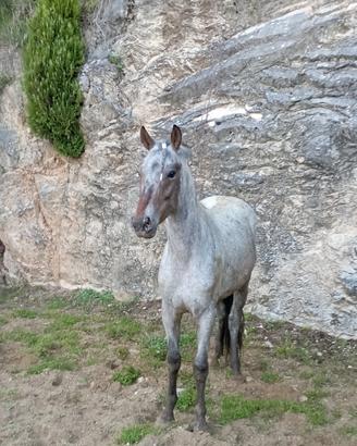 Pony x scuola