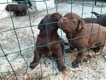 Labrador Chocolate
