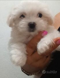 Cuccioli maltese