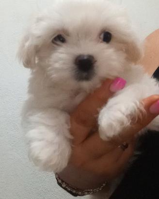 Cuccioli maltese
