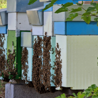 Si vendono sciami di ligustica