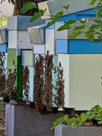 Si vendono sciami di ligustica