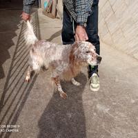 Setter Inglese con pedigree