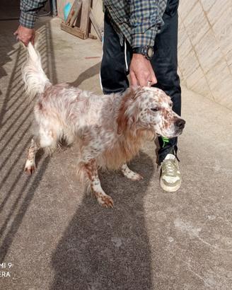 Setter Inglese con pedigree