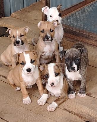 Amstaff
