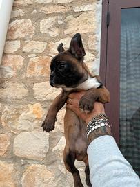 Buldog francese fulvo maschietto