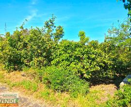 Terreno agricolo con piccolo magazzino a Carruba