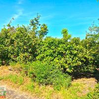 Terreno agricolo con piccolo magazzino a Carruba