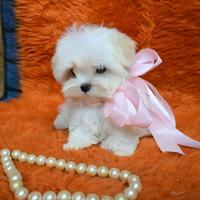 Meravigliosa Maltipoo taglia MINI