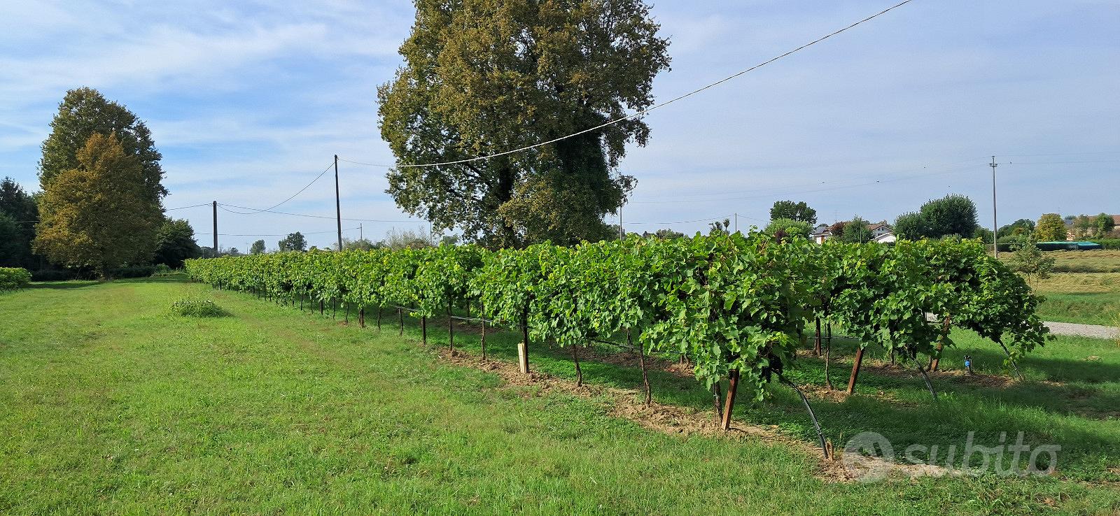 Terreno agricolo - vigneto - Vista 5