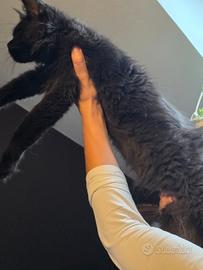 Maine coon