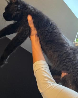 Maine coon