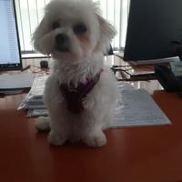 Maltese maschio per accoppiamento