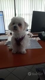 Maltese maschio per accoppiamento