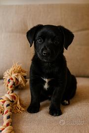 Cucciolo taglia piccola, adatto in casa