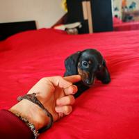Bassotti cuccioli kaninchen