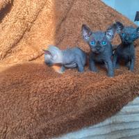 Gattini Sphynx