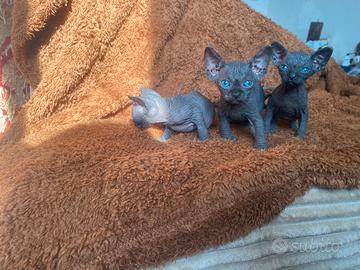 Gattini Sphynx