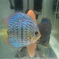 Coppia discus
