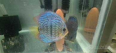 Coppia discus