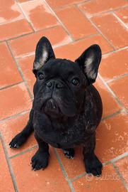 Bulldog francese con pedigree