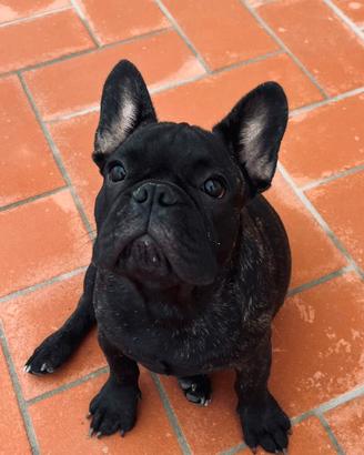 Bulldog francese con pedigree