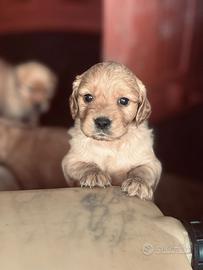 Golden cuccioli