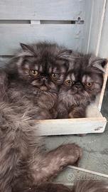 cucciole persiane ipertipiche femminucce