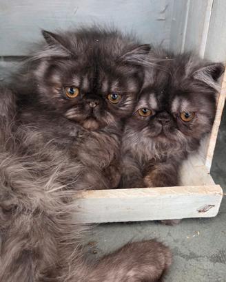 cucciole persiane ipertipiche femminucce