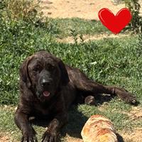 Eugenio 4 anni - mix cane corso in adozione