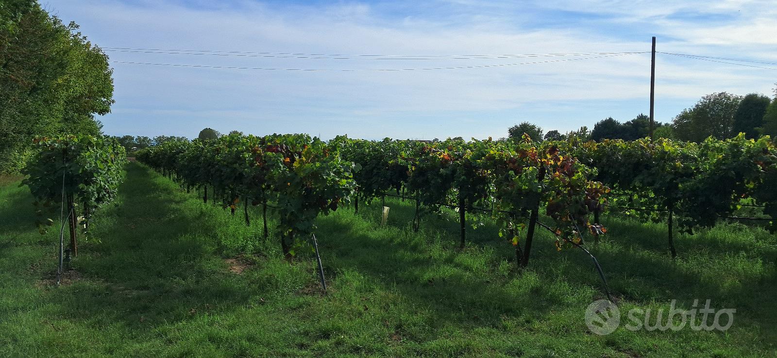 Terreno agricolo - vigneto - Altro