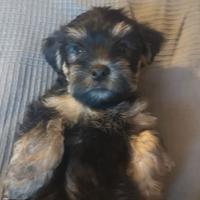 Cucciolo Yorkshire Terrier