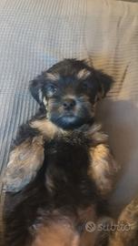 Cucciolo Yorkshire Terrier