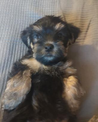Cucciolo Yorkshire Terrier