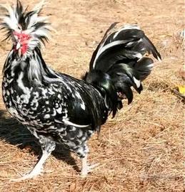 Galline