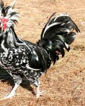 Galline