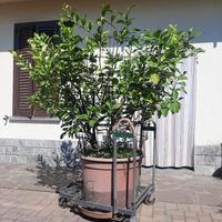 pianta di limone 