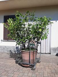 pianta di limone 