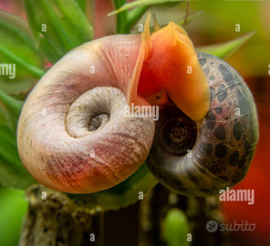 Lumache Acquario Planobarius Leopard Red piccole