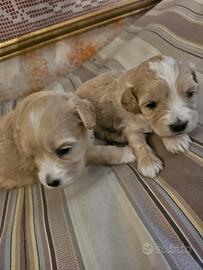 Cuccioli maltipoo