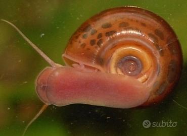 Planorbarius lumache chiocciole acquario laghetto