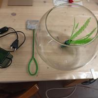 boccia per pesce