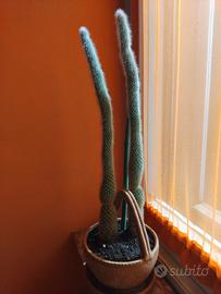 piante grasse cactus spilli aloe vera kalanchoe 