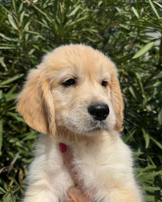 Golden retriever