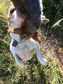 Beagle