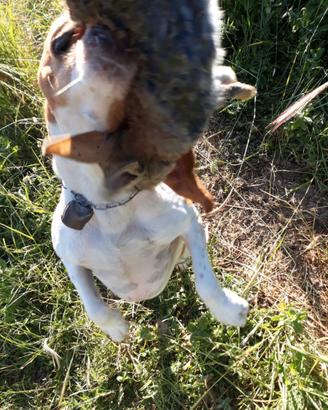 Beagle