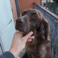 Setter femmina pronta caccia iscritta