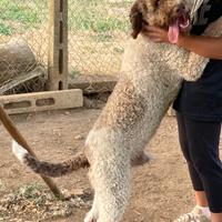 Lagotto Romagnolo
