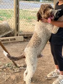 Lagotto Romagnolo